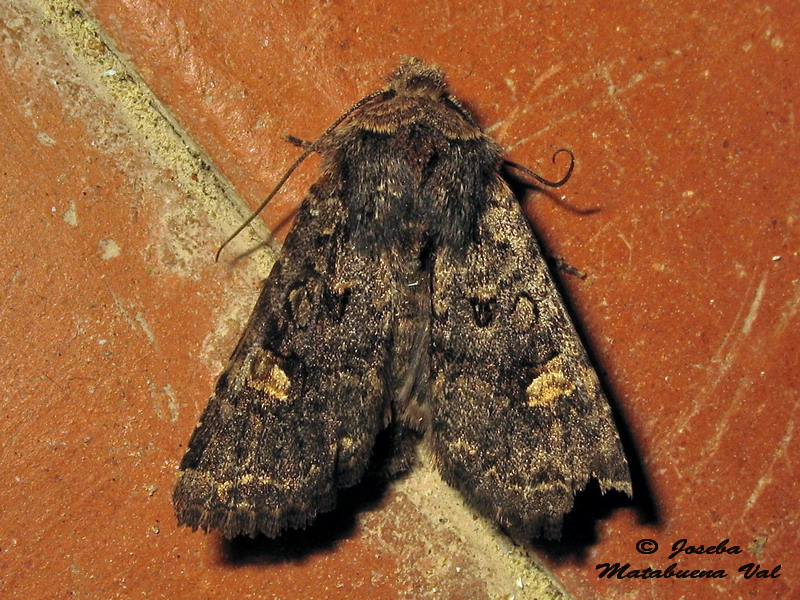 Noctuidae di questa fine settimana 5 - Dryobota labecula